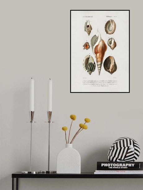 Different Types of Mollusks Poster och Canvastavla
