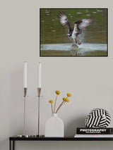 Ospreys catch fish Poster och Canvastavla
