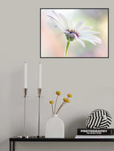 Cape Daisy Poster och Canvastavla