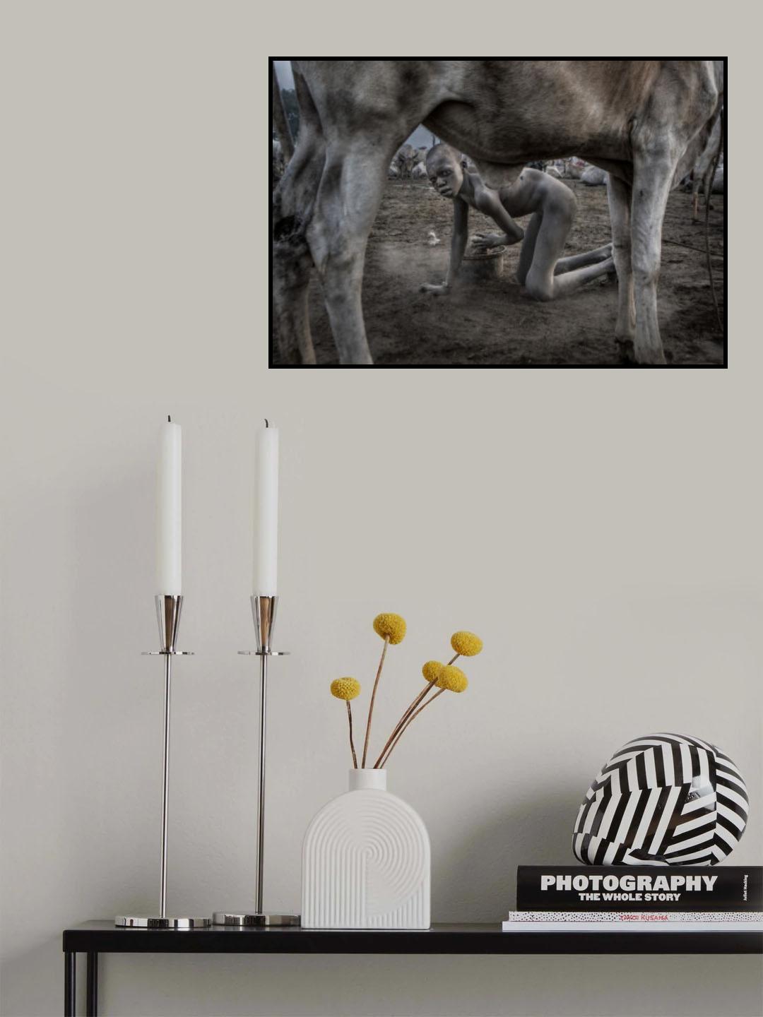 Collecting dung in a mundari cattle camp. Poster och Canvastavla