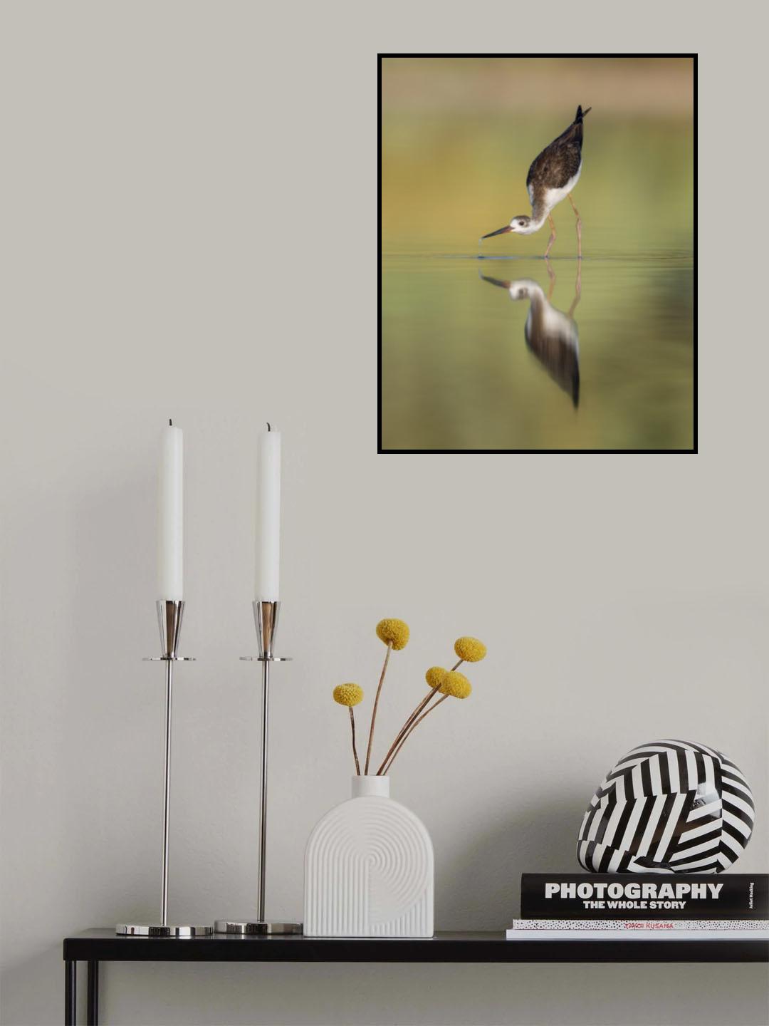 Black winged Stilt Poster och Canvastavla