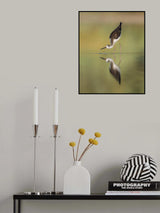 Black winged Stilt Poster och Canvastavla