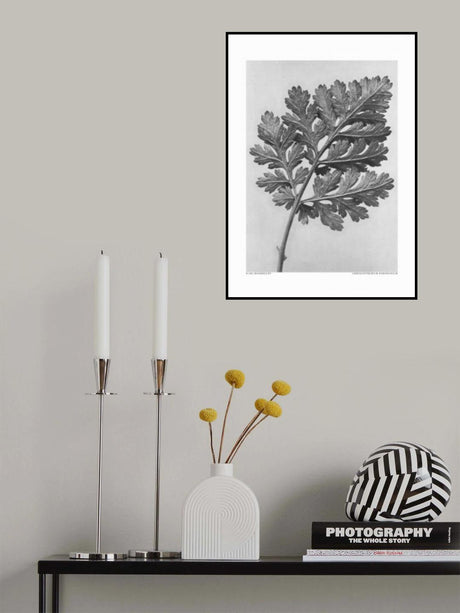 Chrysanthemum parthenium Poster och Canvastavla