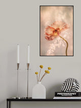 Radiant poppy Poster och Canvastavla