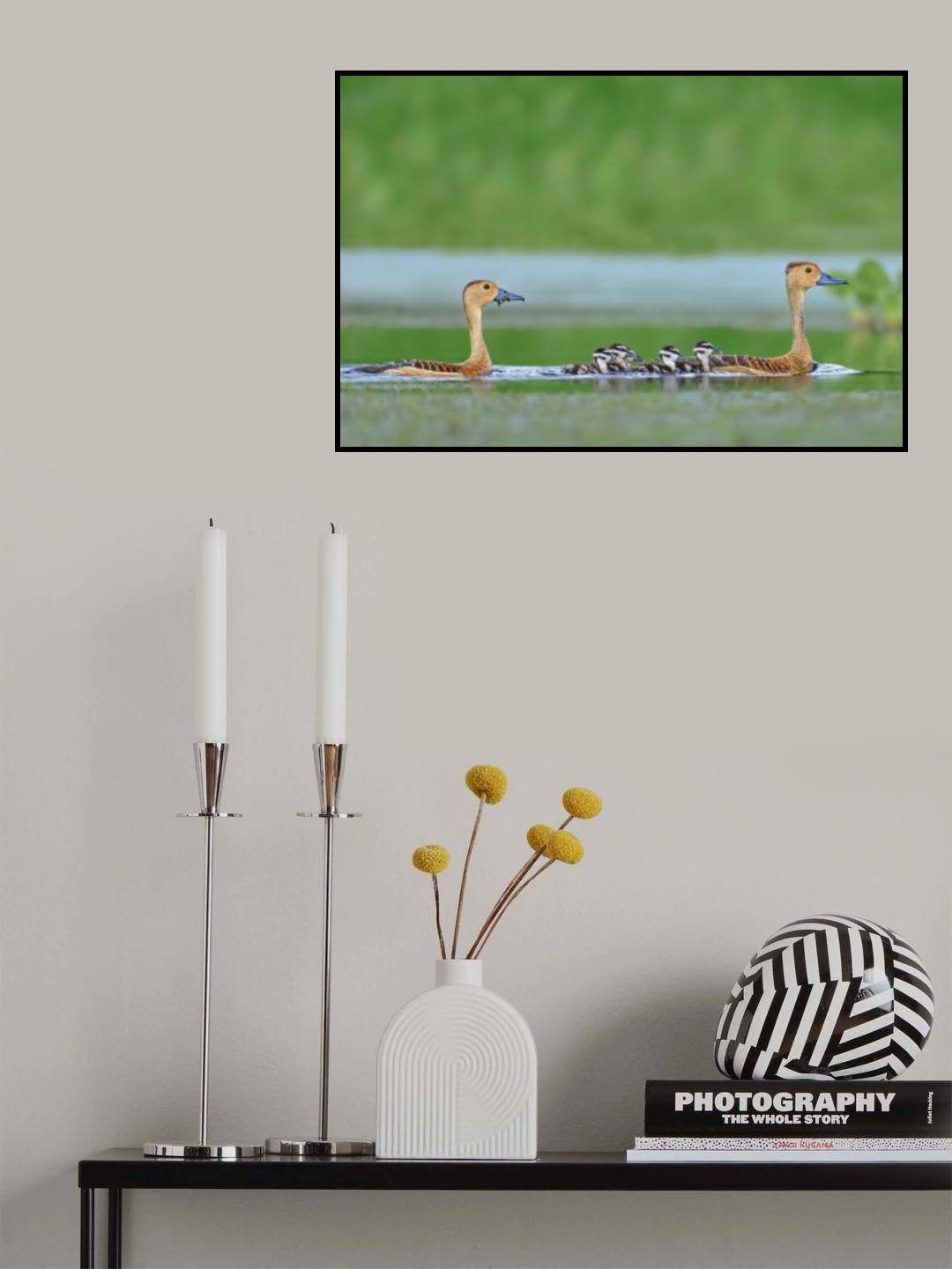 Lesser whistling duck Family Poster och Canvastavla