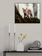 Little red fox Poster och Canvastavla