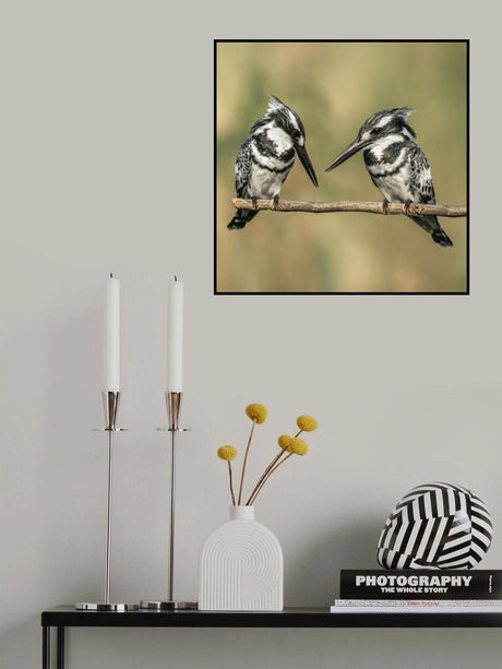 Pied kingfishers Poster och Canvastavla