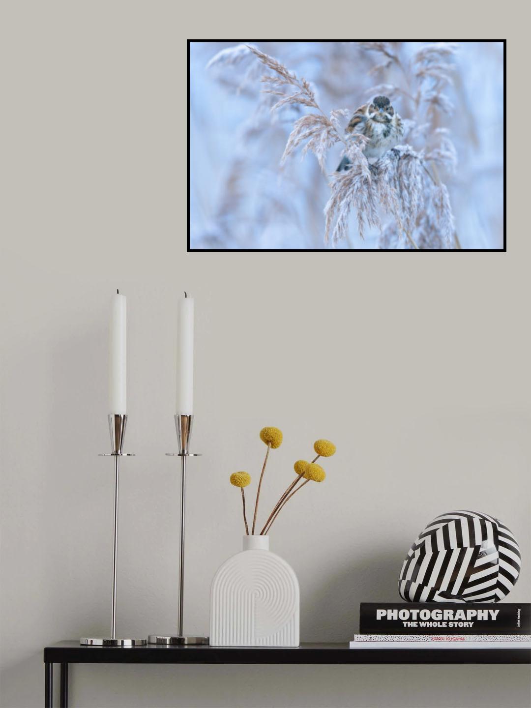 Reed Bunting Poster och Canvastavla
