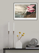 Roseate Spoonbill From Birds of America (1827) Poster och Canvastavla