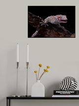 Smiling Gecko Poster och Canvastavla