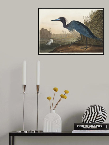 Blue Crane or Heron From Birds of America (1827) Poster och Canvastavla