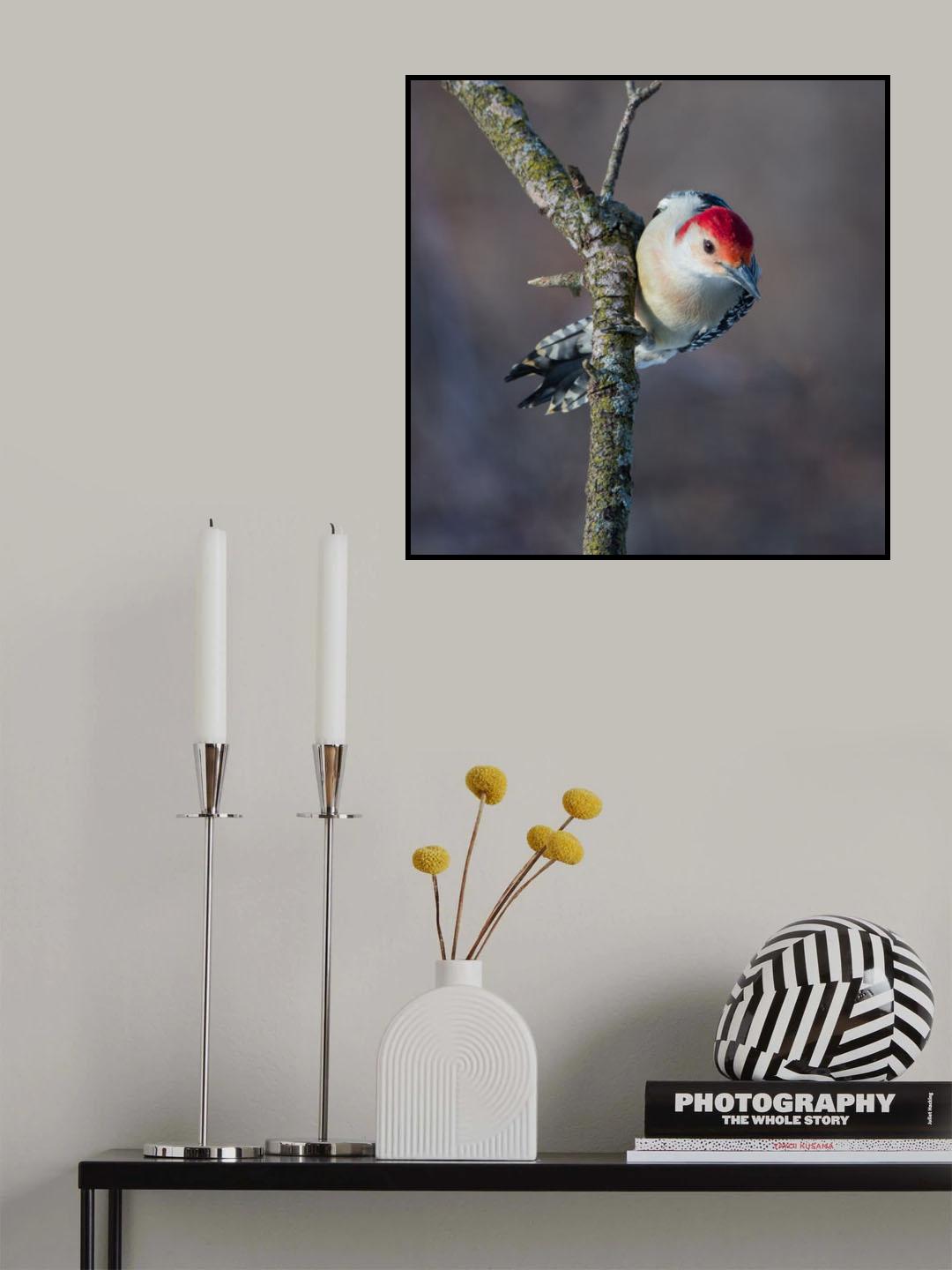 Male Red Bellied Woodpecker Poster och Canvastavla