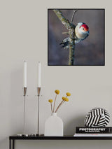 Male Red Bellied Woodpecker Poster och Canvastavla
