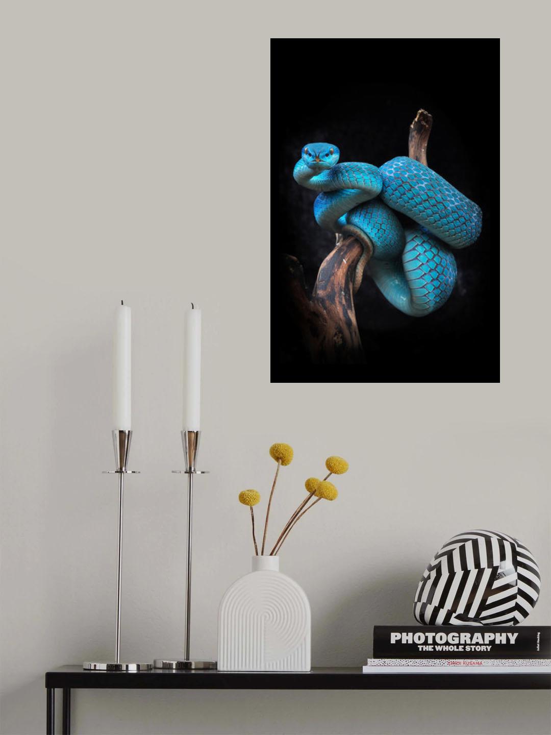 Trimeresurus Poster och Canvastavla