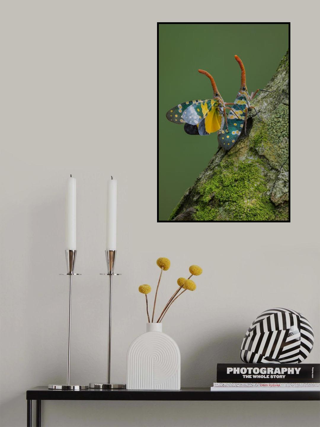 Pyrops candelaria Poster och Canvastavla