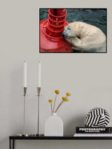 MY BUOY &amp; MY MELON Poster och Canvastavla