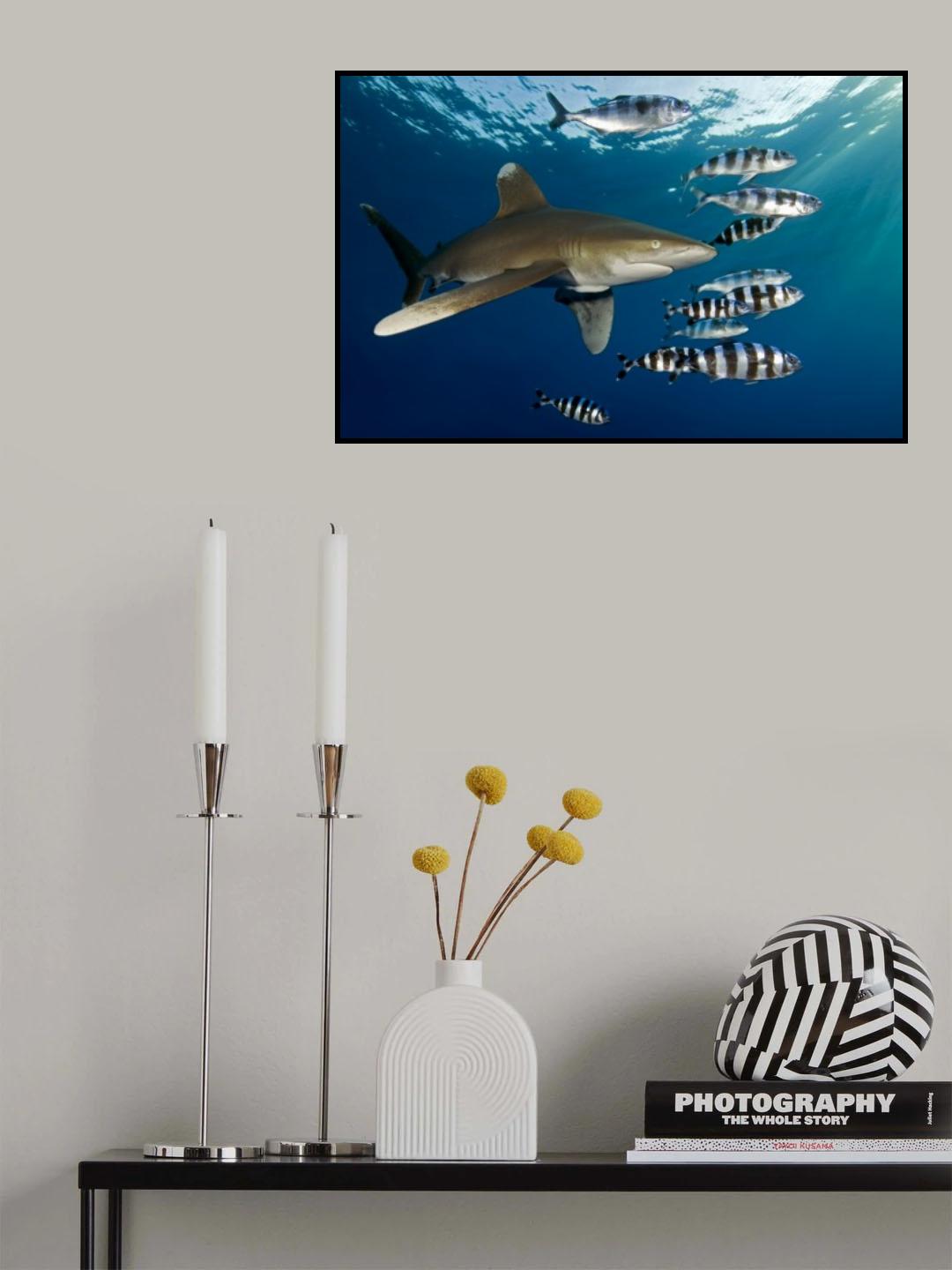Oceanic whitetip shark (Carcharhinus longimanus) Poster och Canvastavla