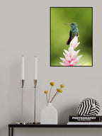 Hummingbird Poster och Canvastavla