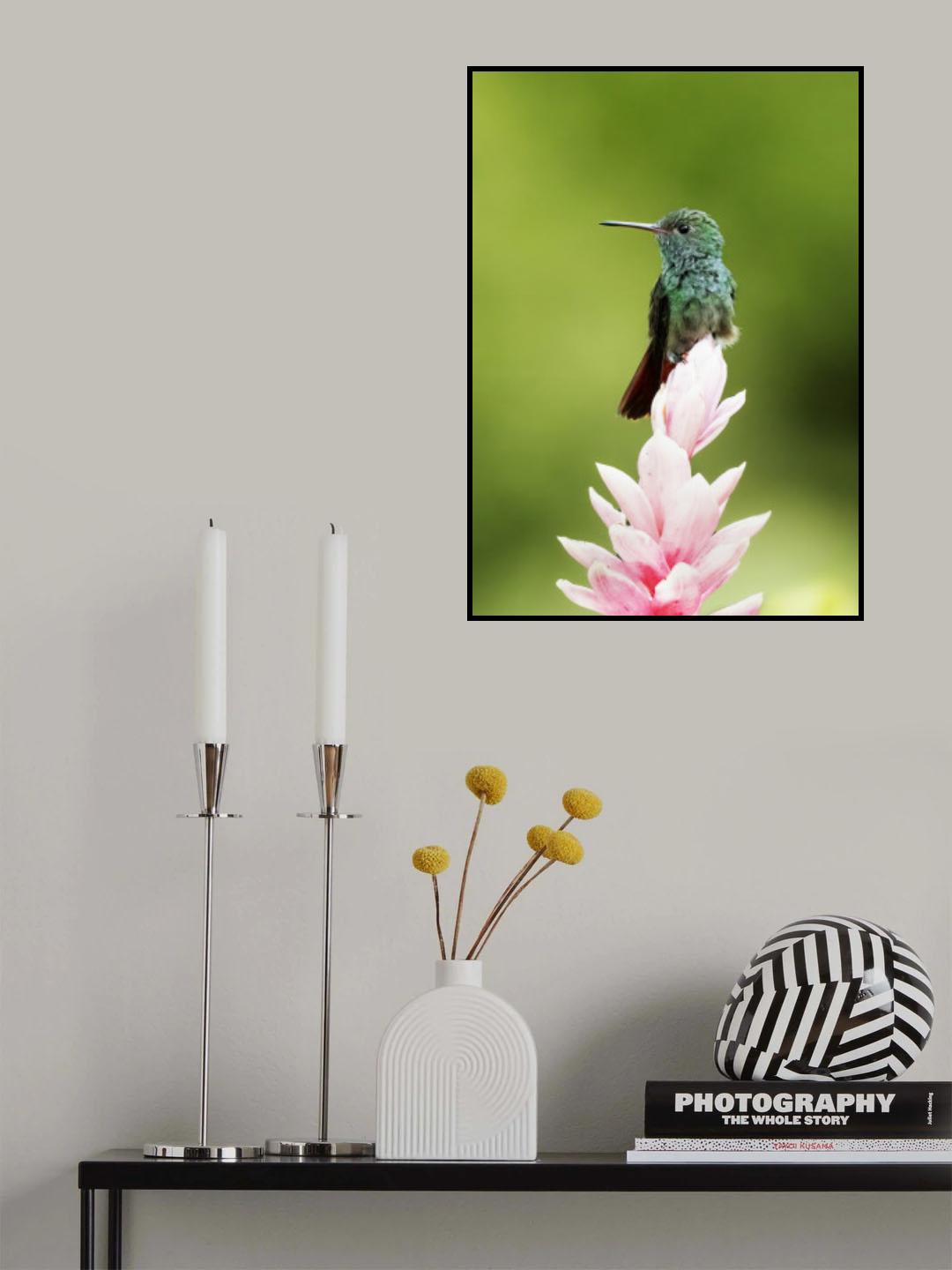 Hummingbird Poster och Canvastavla