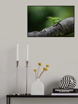 Green Honeycreeper Female Poster och Canvastavla