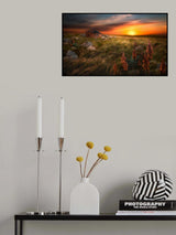 ‘...where the Aloes grow...’ Poster och Canvastavla