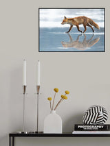Red Fox Poster och Canvastavla