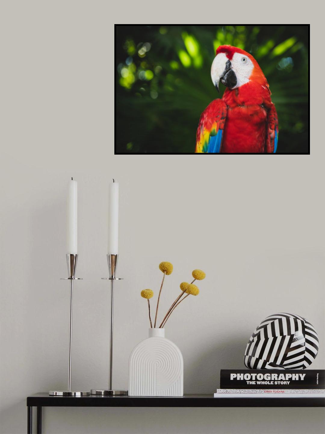 Colorful Parrot Poster och Canvastavla