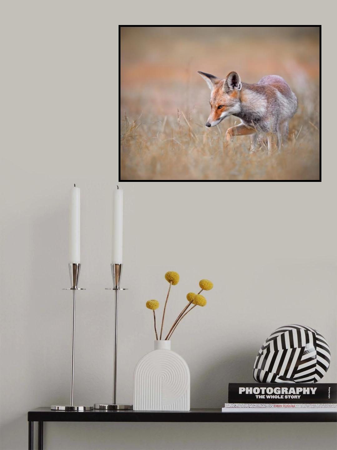 Arabian Red Fox Poster och Canvastavla