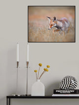 Arabian Red Fox Poster och Canvastavla
