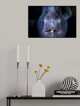 Close up : Frogfish Poster och Canvastavla