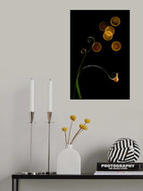 The Snail and Light Poster och Canvastavla