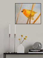 Saffron Finch Poster och Canvastavla
