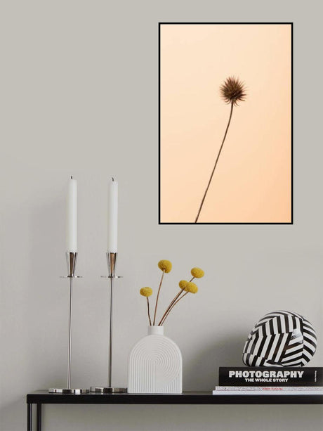 Thistle Peach Poster och Canvastavla