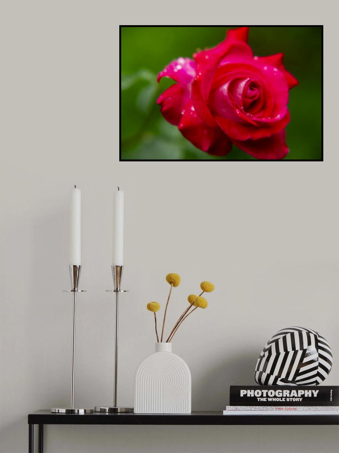 beautiful rose Poster och Canvastavla