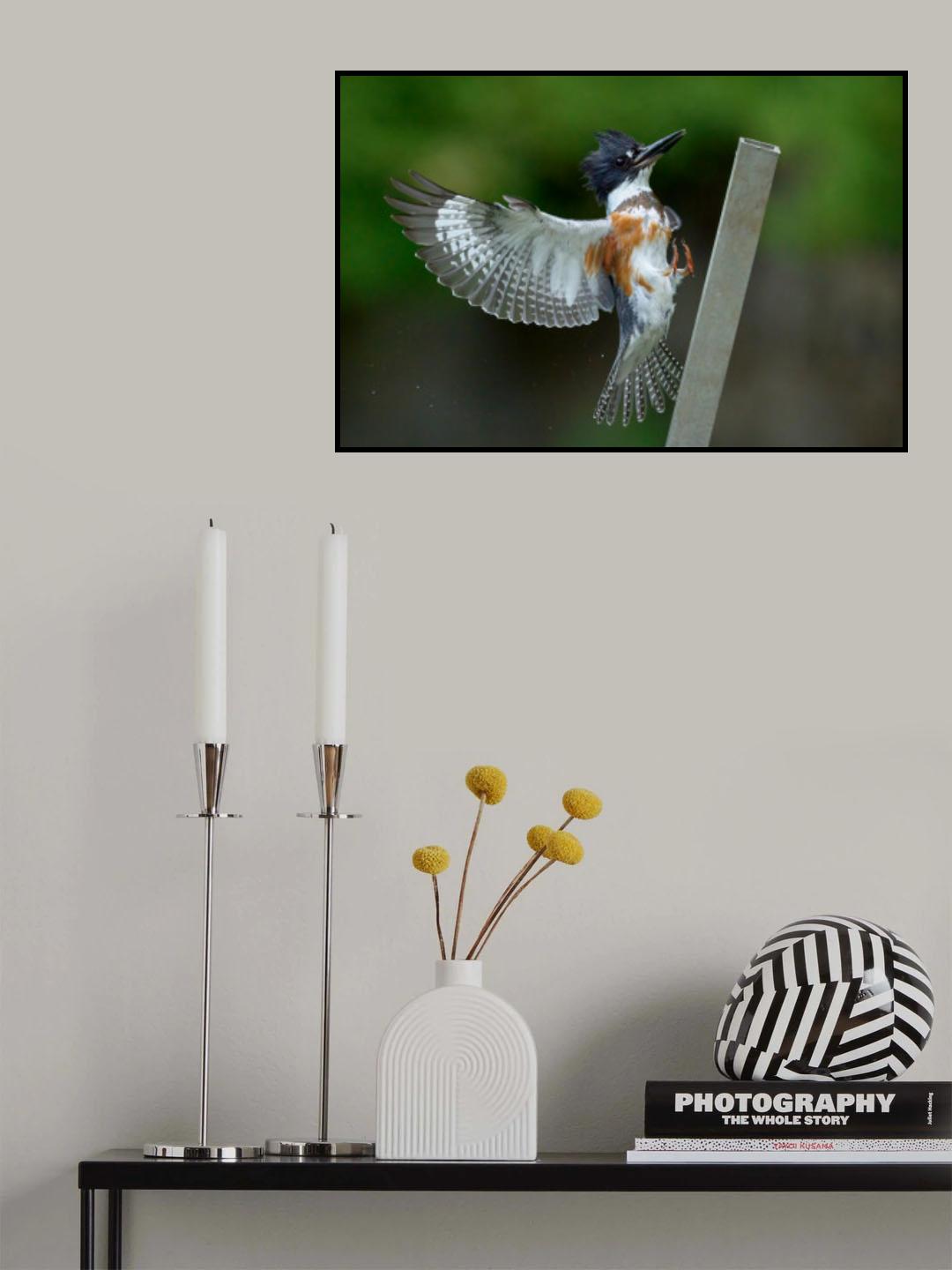 Belted Kingfisher Landing Poster och Canvastavla