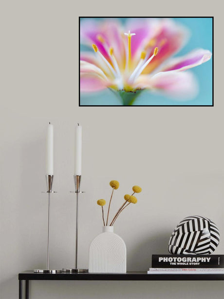Lewisia Poster och Canvastavla