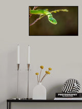 The Green Mamba Poster och Canvastavla