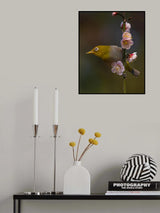 Plum blossoms and white-eye Poster och Canvastavla