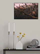White tailed eagles Poster och Canvastavla