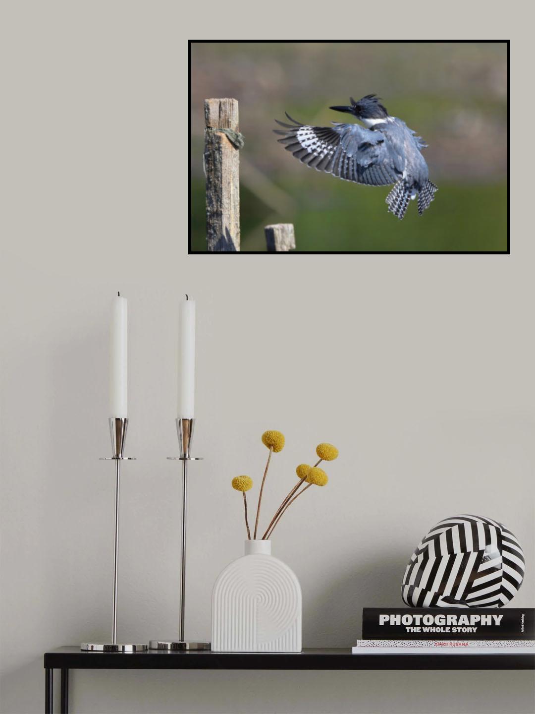Belted kingfisher... Poster och Canvastavla