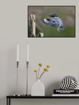 Belted kingfisher... Poster och Canvastavla
