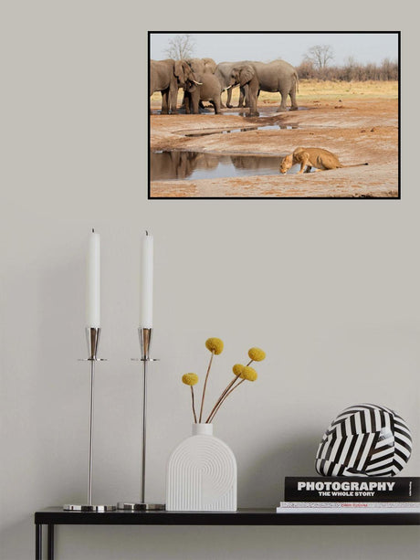 The lonely lioness Poster och Canvastavla
