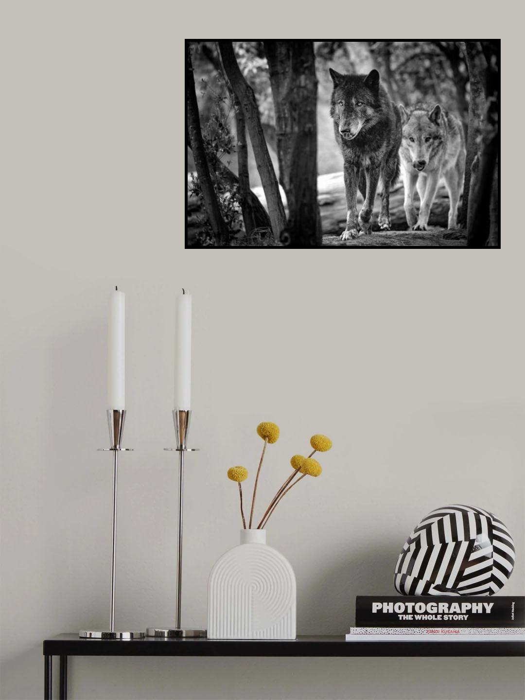 Walking wolves Poster och Canvastavla