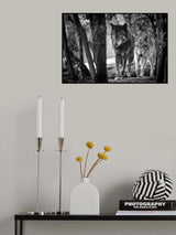Walking wolves Poster och Canvastavla