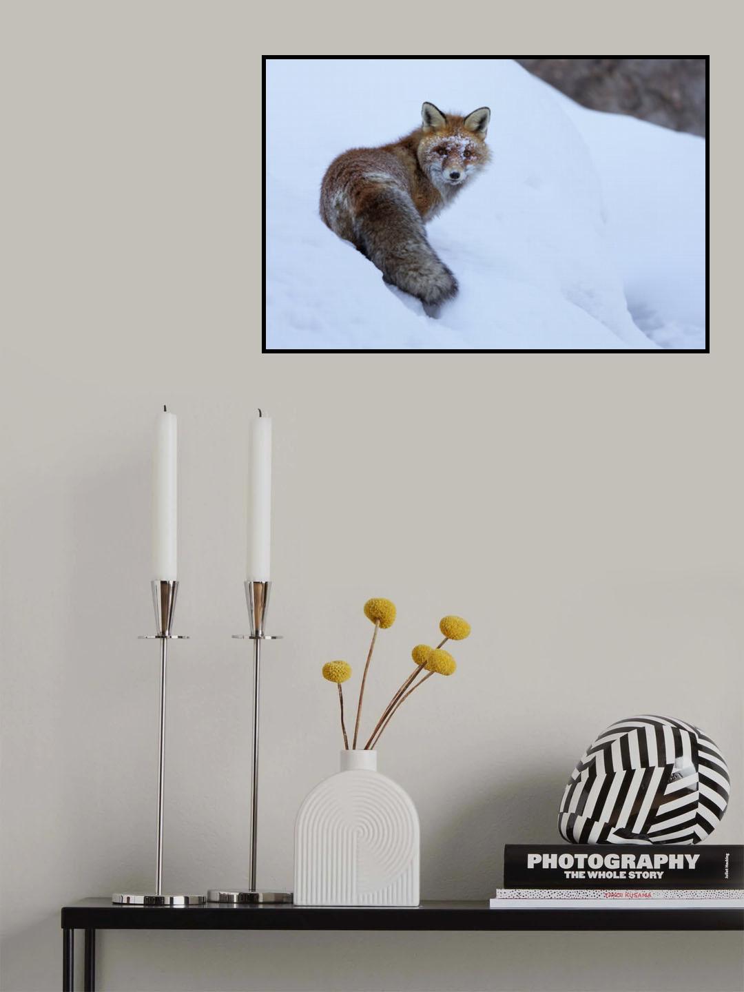 Red Fox Poster och Canvastavla