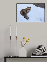 Red Fox Poster och Canvastavla
