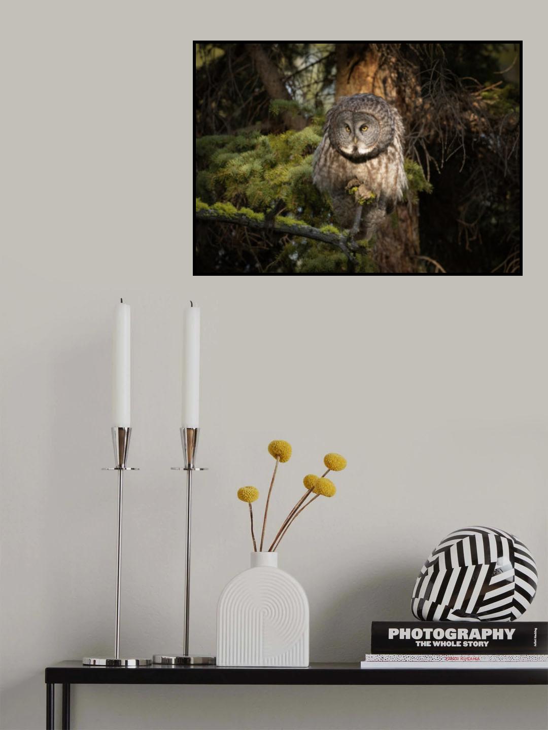 Great Grey Owl Poster och Canvastavla