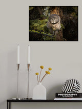 Great Grey Owl Poster och Canvastavla