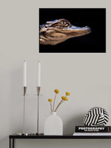 Baby Croc Poster och Canvastavla