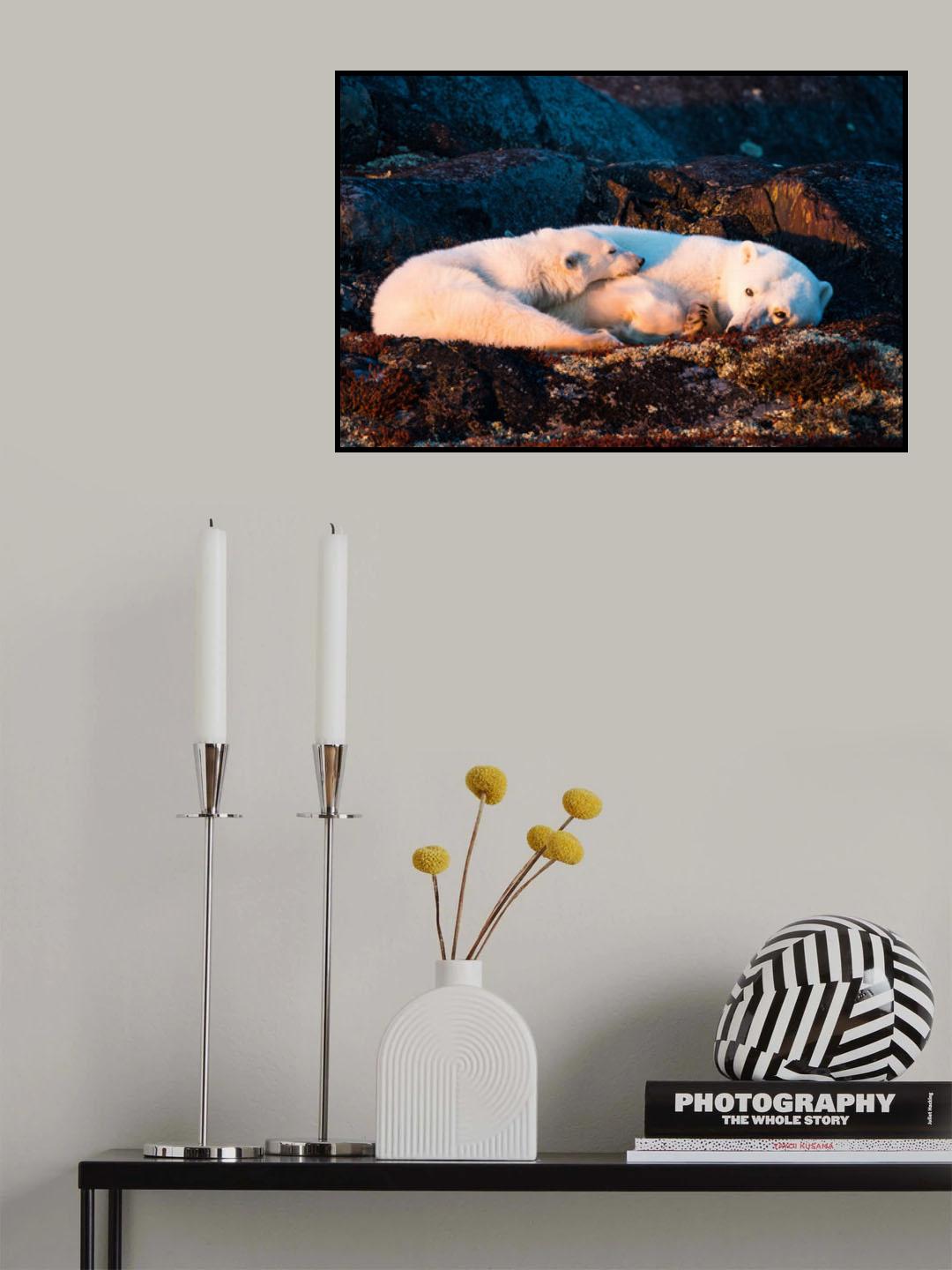 Mother and cub are resting at sunset Poster och Canvastavla